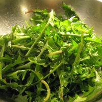 What to Forage Now: Dandelion Leaves and Wild Onions